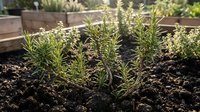 Fresh rosemary herbs growing in organic garden bed with rich dark soil. Aromatic culinary plants for cooking and seasoning in sustainable home gardening.