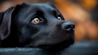 Close-up portrait of black Labrador Retriever with amber eyes looking up against blurred autumn background, showing loyalty and devotion in expressive gaze.
