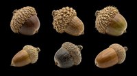 Six realistic acorns in various colors and sizes, isolated on transparent background, ready for fall clipart, stickers, t-shirt design, and print on demand projects.