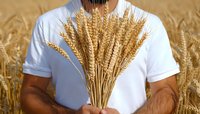 Young African American man in white t-shirt holding golden wheat sheaf against wheat field background, representing agriculture, harvest and natural food production.