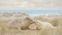 Seal pups resting in coastal dune grass near ocean waves, wildlife nature scene for environmental and animal conservation educational content.