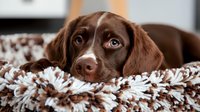Adorable brown Labrador puppy with bright blue eyes lying on fluffy brown and white blanket, looking directly at camera with sweet expression.