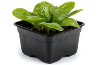 Fresh green lettuce seedlings growing in black plastic container with soil, isolated on white background for gardening and agriculture concepts.