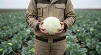 Farmer holding fresh cabbage in field, organic vegetable farming, agricultural worker with harvest, sustainable agriculture concept.