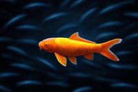 Vibrant orange koi fish swimming against dark blue water background, scales detailed in golden hues, graceful movement captured in side profile view.