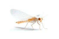 White lacewing insect with translucent wings and orange body isolated on pure white background, macro photography showing detailed wing structure and anatomy.