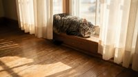 Adorable tabby kitten sleeping peacefully on wooden windowsill with warm sunlight streaming through sheer curtains onto hardwood floor.