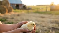 Young chick held in farmer's hand on rural farm with barn and hay bales in soft golden sunlight, depicting agricultural life and animal husbandry.