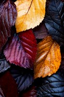 Vibrant autumn leaves in deep burgundy, golden yellow and dark purple create dramatic natural pattern with detailed leaf veins and rich seasonal colors.