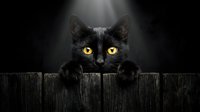 Black cat with striking yellow eyes peering over wooden fence against dark background. Suitable for pet, Halloween, and animal-themed designs.