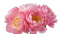 Pink peony flowers with golden centers isolated on white background for spring wedding decorations and floral design projects.