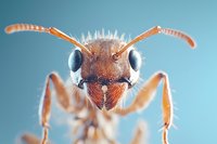 Extreme macro portrait of an ant head showing detailed compound eyes, mandibles and antennae against blue background. Close-up nature photography reveals intricate insect anatomy.