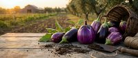 Fresh purple eggplants spilling from wicker basket on rustic wooden table with farm field background at golden hour sunset for organic cooking concepts.