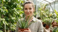 Young Caucasian woman gardener holding aloe vera plant in greenhouse surrounded by lush green foliage. Professional horticulturist working with medicinal plants.