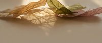 Dried physalis husks with translucent papery sepals casting delicate shadows on neutral surface, suitable for botanical and nature-themed designs.