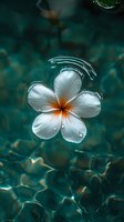White plumeria flower with water drops floating on turquoise rippled water surface in tropical spa setting, creating serene and peaceful atmosphere.