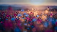 Dreamy wildflower meadow at golden hour with vibrant purple and blue blooms creating magical bokeh effects in soft sunset light for nature backgrounds.