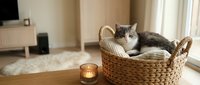 Adorable tabby and white kitten relaxing in wicker basket by window in cozy living room with warm candlelight creating peaceful domestic atmosphere.