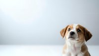 Adorable beagle puppy sitting on white surface against gray background, looking up with curious expression. Pet portrait for veterinary and animal care.