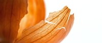 Macro shot of delicate dried flower petals with translucent orange and golden tones, isolated on white background for design and botanical projects.