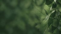 Fresh green leaves with soft natural lighting creating organic botanical background for eco-friendly wellness and nature-inspired designs.