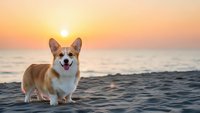 Happy corgi dog sitting on sandy beach during golden sunset with ocean waves in background for pet lifestyle and vacation concepts.