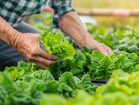 Farmer's hands harvesting fresh green lettuce in greenhouse. Sustainable agriculture and organic farming concept showing leafy vegetables growing in modern hydroponic system.