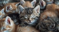Sleeping tabby kitten with peaceful expression nestled among siblings, showing tender moment of feline rest and comfort. Soft focus portrait captures innocence.
