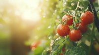 Fresh cherry tomatoes on vine with water drops and sunlight bokeh, organic produce growing in garden, natural food background for healthy eating concept.