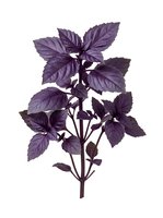 Purple basil plant with dark violet leaves isolated on white background, ready for culinary, botanical, and design applications.