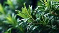 Fresh rosemary herb branches with green needle-like leaves growing in natural garden setting for culinary cooking and aromatherapy applications.