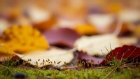 Colorful autumn leaves scattered on moss-covered ground with shallow depth of field creating warm bokeh background for seasonal nature designs.