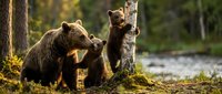 Brown bear mother with cub in forest near water, wildlife scene for nature and animal content.