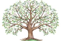 Majestic oak tree with lush green foliage and strong brown trunk isolated on white background for nature designs, family genealogy, environmental concepts.