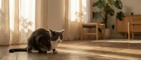 Tabby cat sitting on warm wooden floor in sunlit living room with sheer curtains and green plants in background.