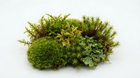 Isolated moss and fern cluster with mixed green and golden foliage on white background, ready for botanical design, landscaping graphics, and nature-themed compositions.