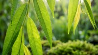 Fresh green willow leaves with water droplets in natural sunlight creating organic botanical background for eco-friendly designs and nature concepts.