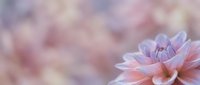 Soft purple and pink dahlia flower with delicate petals on dreamy blurred background for romantic designs and spring decorations.