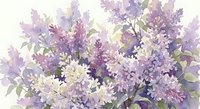Watercolor lilac flowers in soft purple and pink tones with delicate green leaves on white background for spring designs and botanical artwork.