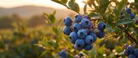 Fresh ripe blueberries hanging on bush branch during golden hour sunset with mountain landscape background for healthy organic farming harvest concept.