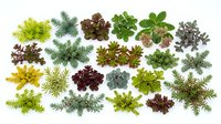 Collection of diverse succulent plants and evergreen branches isolated on white background for botanical design and gardening projects.