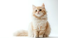 Adorable cream colored Persian cat with long fluffy fur sitting gracefully against white background, looking up with bright eyes. Isolated pet portrait for design use.