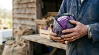 Farmer holding fresh purple cabbage in hands at rural farm, harvesting organic vegetables outdoors.