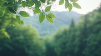 Fresh green leaves frame mountain forest landscape in soft focus, creating serene natural composition with morning sunlight filtering through foliage.
