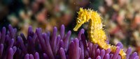 Yellow seahorse swimming among vibrant purple sea anemone tentacles in tropical coral reef underwater marine environment for educational content.