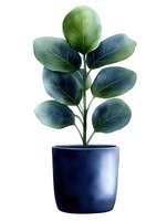 Green fiddle leaf fig plant with large oval leaves in navy blue ceramic pot, isolated on white background for home decor and botanical design elements.