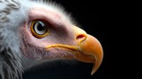 Close-up macro shot of bald eagle head showing detailed eye, beak and white feathers against dark background, dramatic wildlife portrait in sharp focus.