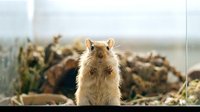 Capybara standing alert among rocks and vegetation in natural habitat, suitable for wildlife and nature content.