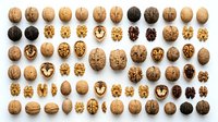 Collection of various walnut and nutmeg seeds displaying natural textures, patterns, and brown tones. Suitable for botanical, educational, and design projects.
