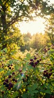 Wild blackberries ripening on bush in golden sunlight with blurred forest background creating warm natural bokeh for organic food and foraging concepts.